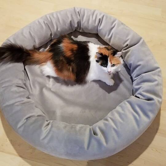 Royal Pet Bed Medium Washable Luxury Velvet Dog Bed
